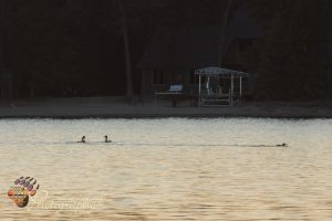 DSC_4335