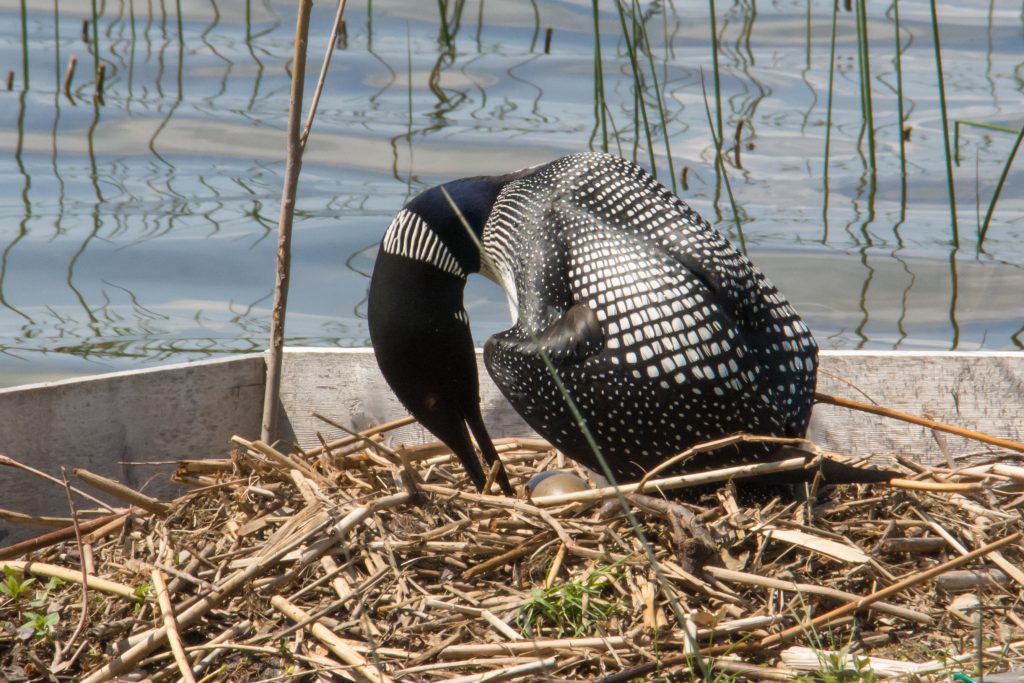 Loon turning eggs on nest