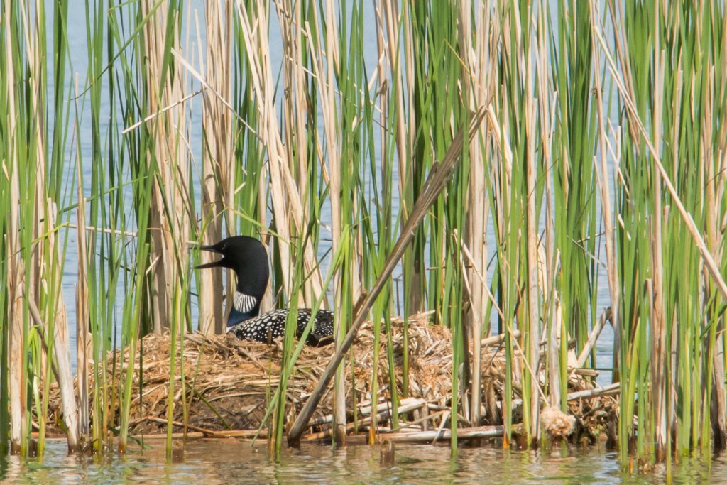 Common Loon nest