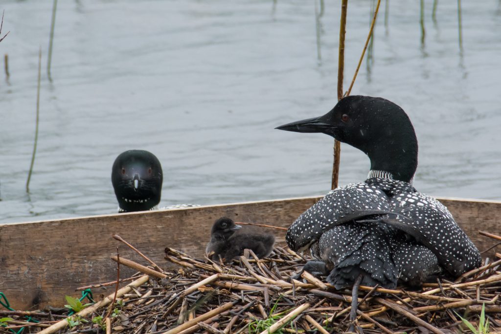 Common Loon chick