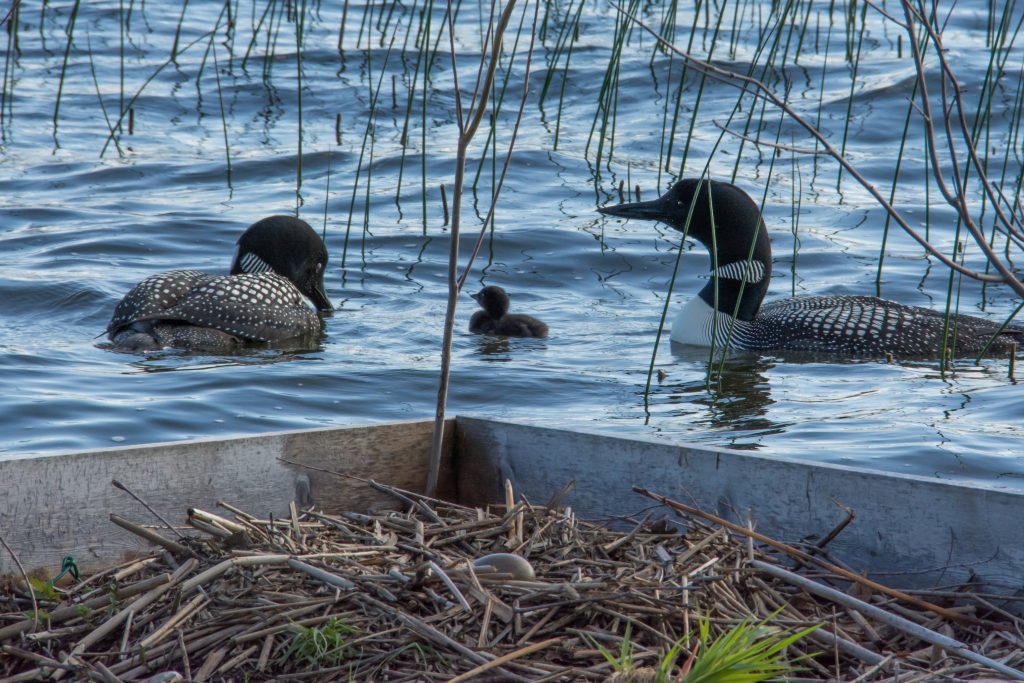 Common Loon chick