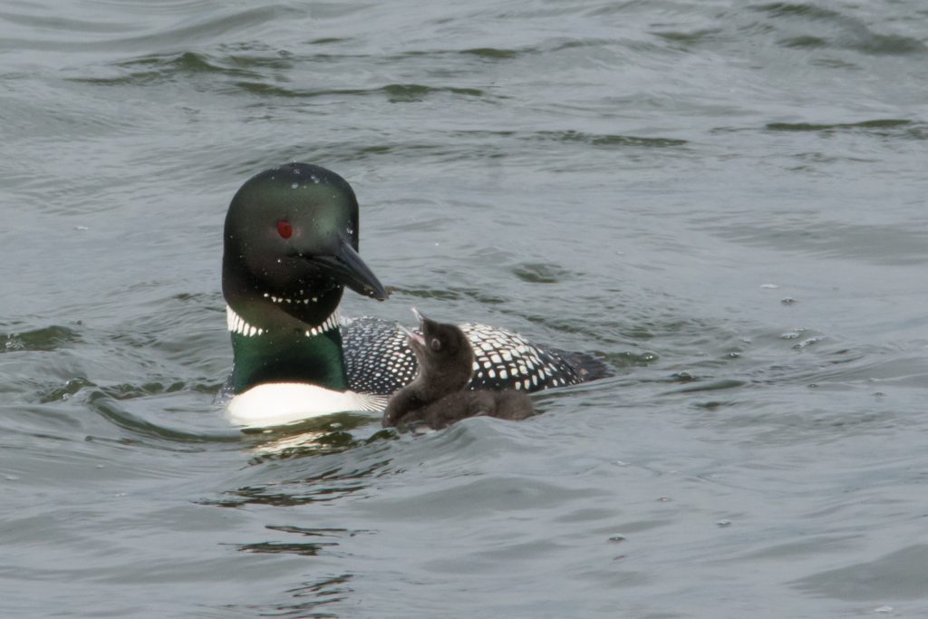 Common Loon chick