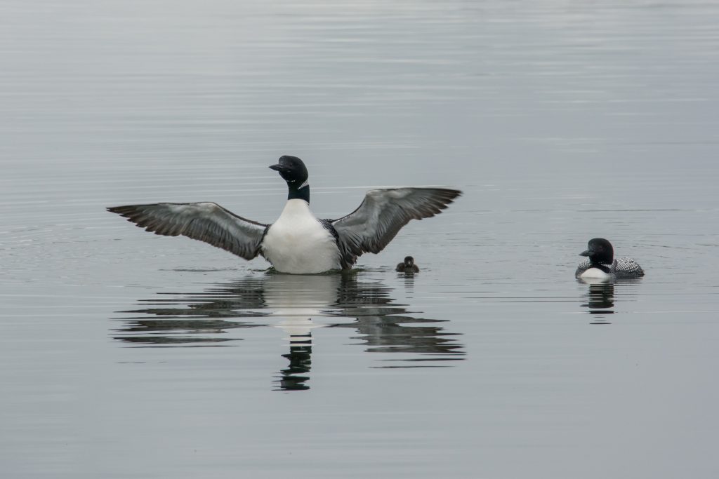 Common Loon family