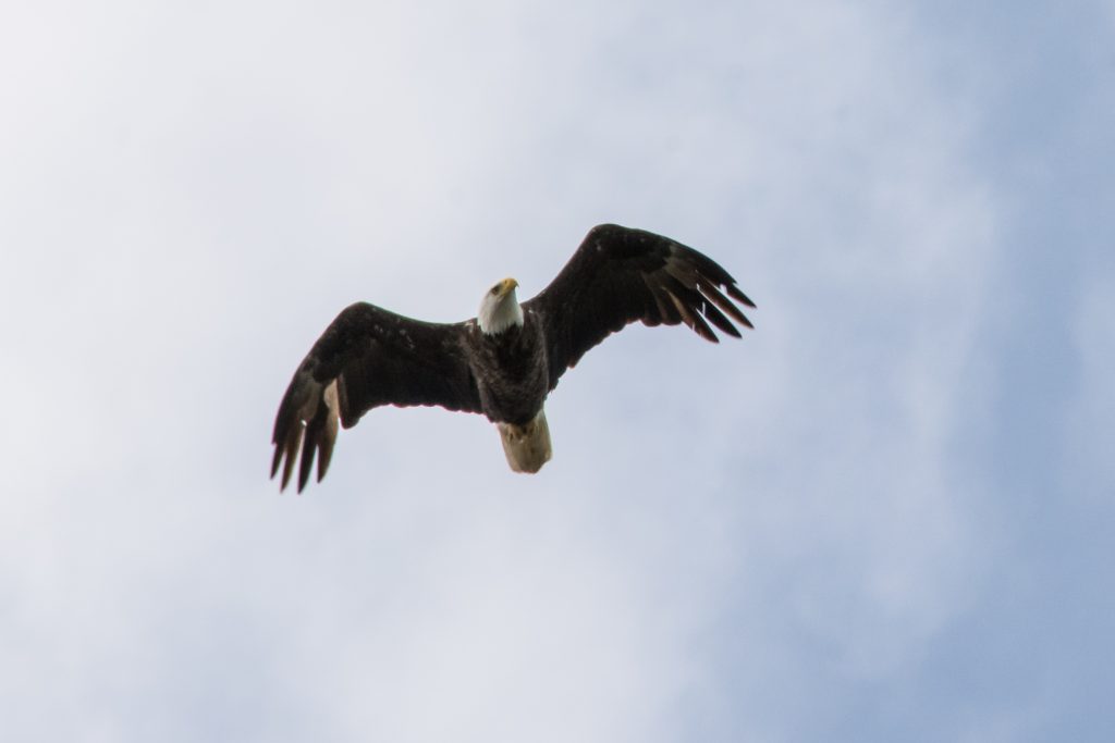 American Bald Eagle