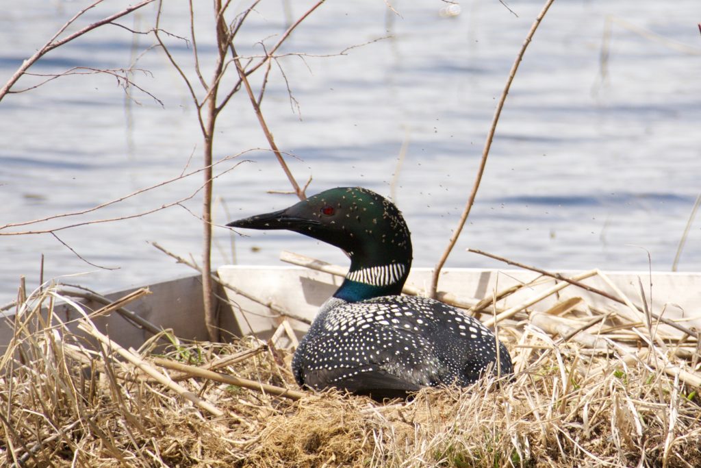 Loon black fly